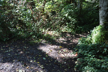 Natural surface trail may narrow with low plant growth